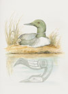 Loon